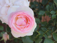 Load image into Gallery viewer, Myrrhophore, a Mary Magdalene Anointing Oil