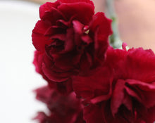 Load image into Gallery viewer, Aurora Natural Botanical Perfume 4 grams/mls