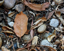 Load image into Gallery viewer, Q Botanical Perfume Rectangular bottle, 4 grams