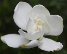 Load image into Gallery viewer, Gardenia Flower Pomade