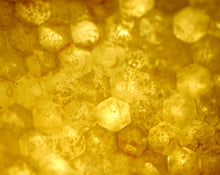 Load image into Gallery viewer, To Bee Solid Natural Perfume in Round Jar