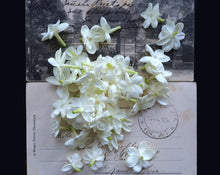 Load image into Gallery viewer, Lyra Solid Natural Perfume in Round Jar