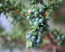 Load image into Gallery viewer, Scents of the Desert: Incense, Alchemy & the Plants of New Mexico