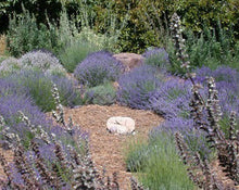 Load image into Gallery viewer, Vera Solid Natural Perfume in Round Violet Jar