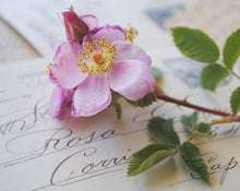 Load image into Gallery viewer, Rosa Solid Natural Perfume in Round Jar