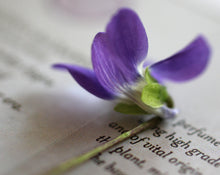 Load image into Gallery viewer, Gracing the Dawn Natural Perfume 4 grams in Classic Bottle