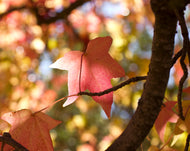 AUTUMN essence discovery set of six