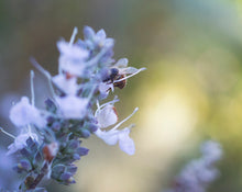 Load image into Gallery viewer, Abundance | Sturgeon Full Moon Ceremony
