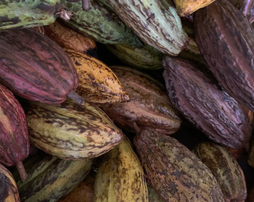 Cacao Ceremony