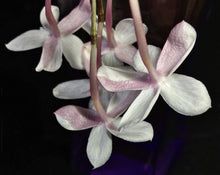 Load image into Gallery viewer, Fragrant Notes
