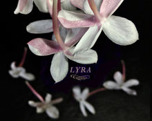 Load image into Gallery viewer, Lyra Solid and Liquid Natural Perfume Sample Set
