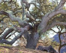 Load image into Gallery viewer, Q Natural, Botanical Perfume in Flacon
