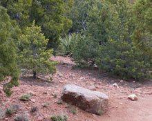 Load image into Gallery viewer, Scents of the Desert: Incense, Alchemy &amp; the Plants of New Mexico
