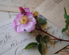 Load image into Gallery viewer, Rosa Solid Natural Perfume in Round Jar
