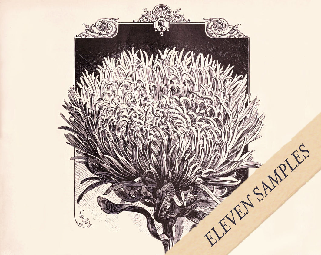 Solid & Liquid Perfume Discovery of Eleven