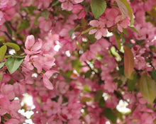 Load image into Gallery viewer, SPRING essence discovery set of six
