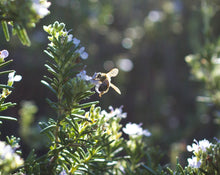 Load image into Gallery viewer, To Bee Eau de Parfum 4 grams, a botanical spray perfume

