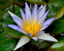 Load image into Gallery viewer, Vespertina Natural Perfume Flacon
