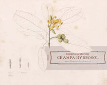 Load image into Gallery viewer, Champa Hydrosol
