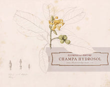 Load image into Gallery viewer, Champa Hydrosol/Hydrolat, 50ml
