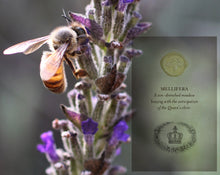 Load image into Gallery viewer, Mellifera Solid Perfume in Round Jar
