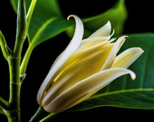 Load image into Gallery viewer, Champa Hydrosol
