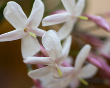 Load image into Gallery viewer, Chords and Fragrance Families: The Vocabulary of Botanical Perfume
