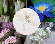 Load image into Gallery viewer, Tree of Life Spray, Flowering Hydrosol
