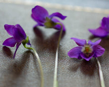 Load image into Gallery viewer, Chords and Fragrance Families: The Vocabulary of Botanical Perfume
